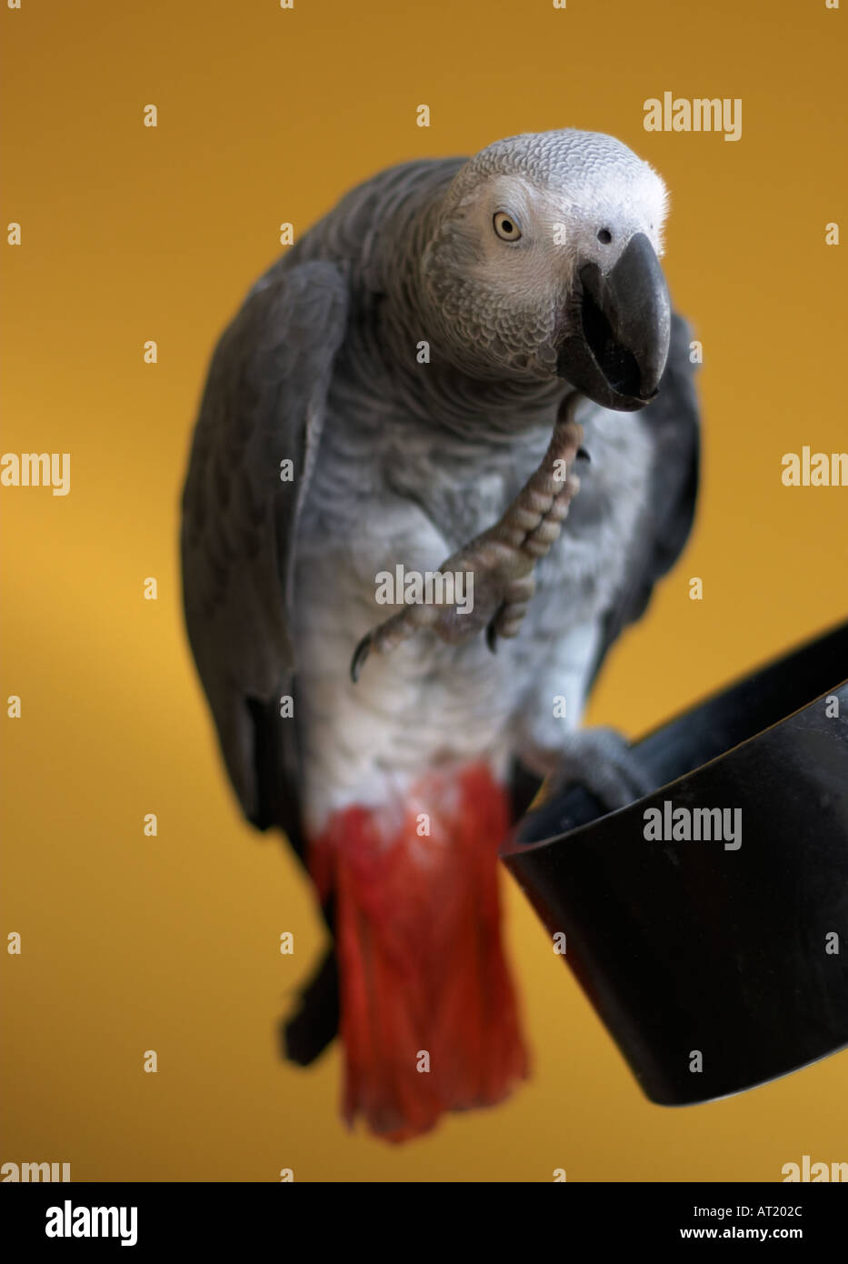 Pappagallo grigio africano Foto Stock