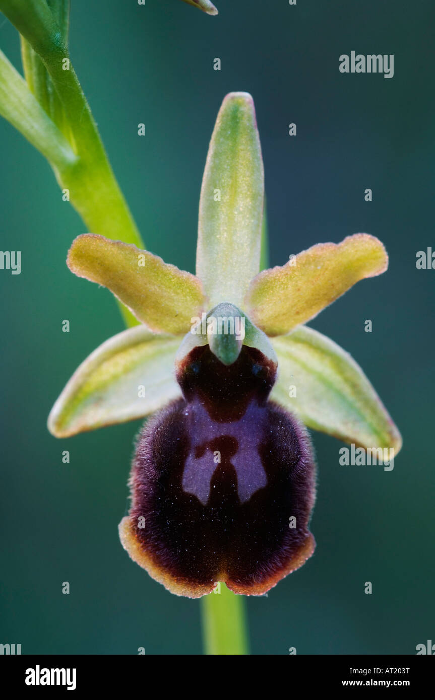 Piccola Spider Orchid Ophrys araneola blossom Parco Nazionale del lago di Neusiedl Burgenland Austria Aprile 2007 Foto Stock