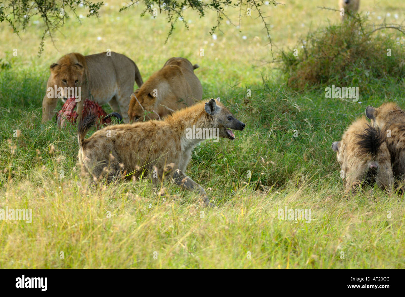 Iene a GNU uccidere,corridoio occidentale,Serengeti,Tanzania Foto Stock