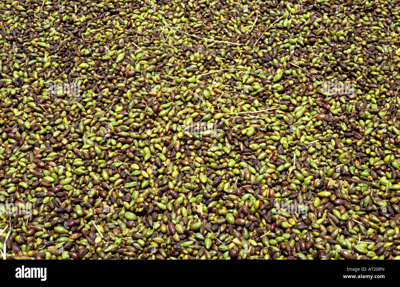 Frutti di Terminalia Chebula Hirda/Bal-hirda, essiccazione in sun dopo la raccolta nelle foreste Junnar del Maharashtra, India. Foto Stock