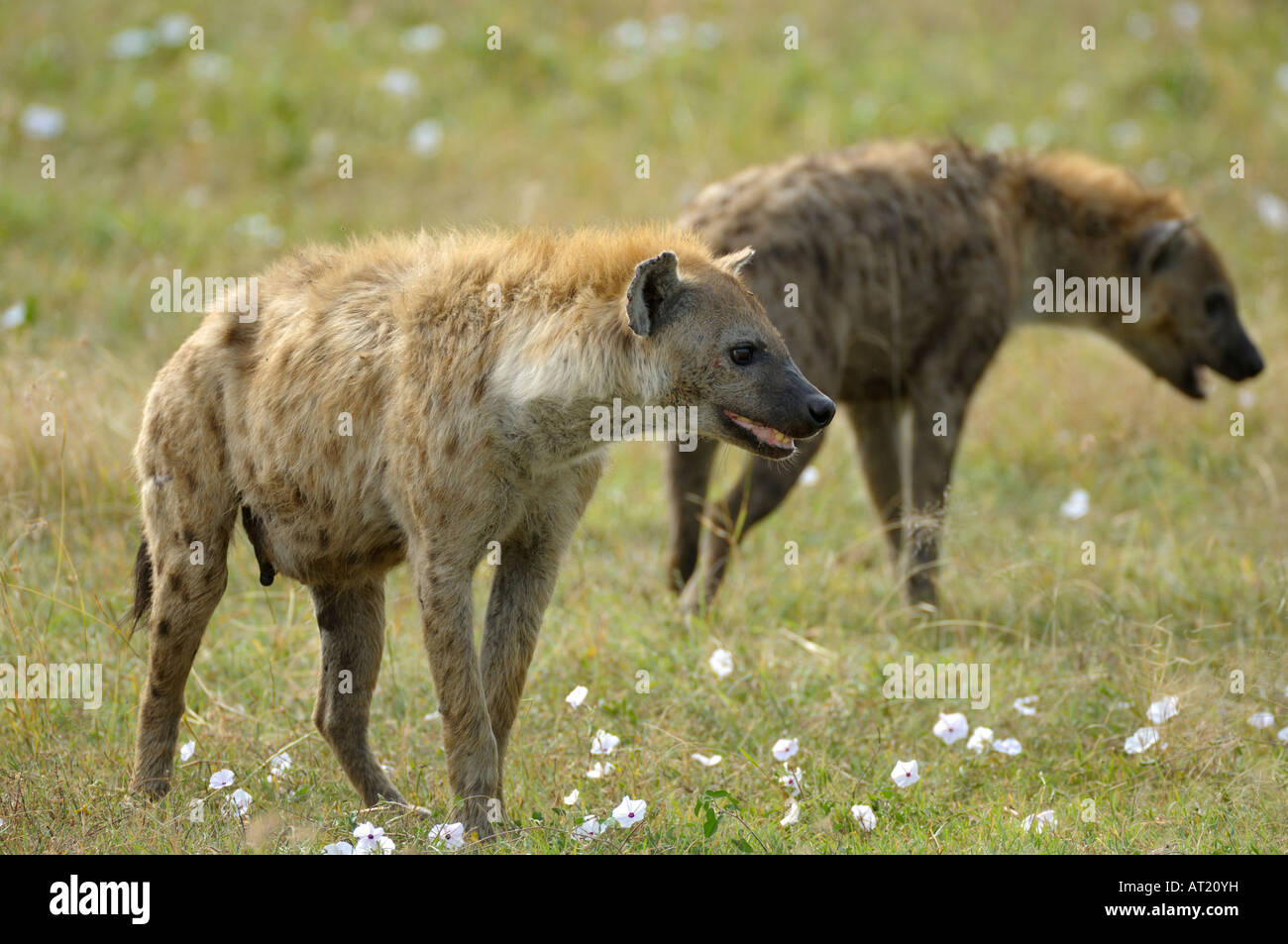 La iena pack, Serengeti,Tanzania Foto Stock