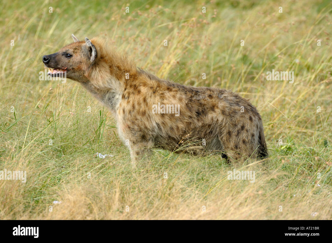 Iene a GNU uccidere,spotted Hyena,corridoio occidentale,Serengeti,Tanzania Foto Stock