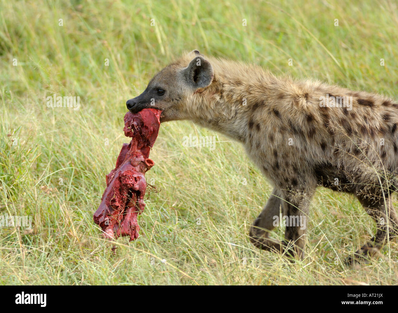 La iena a GNU kill, Serengeti, Tanzania Foto Stock