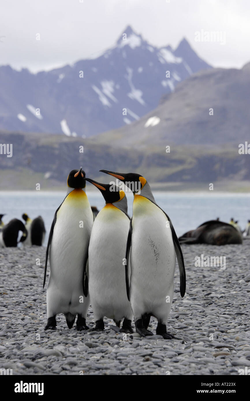 Pinguino reale della Georgia del Sud Foto Stock