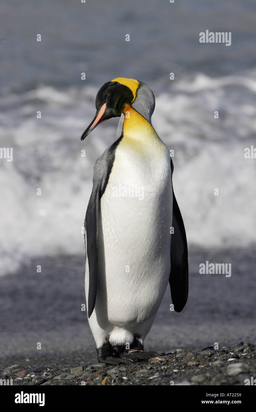 Pinguino reale della Georgia del Sud Foto Stock