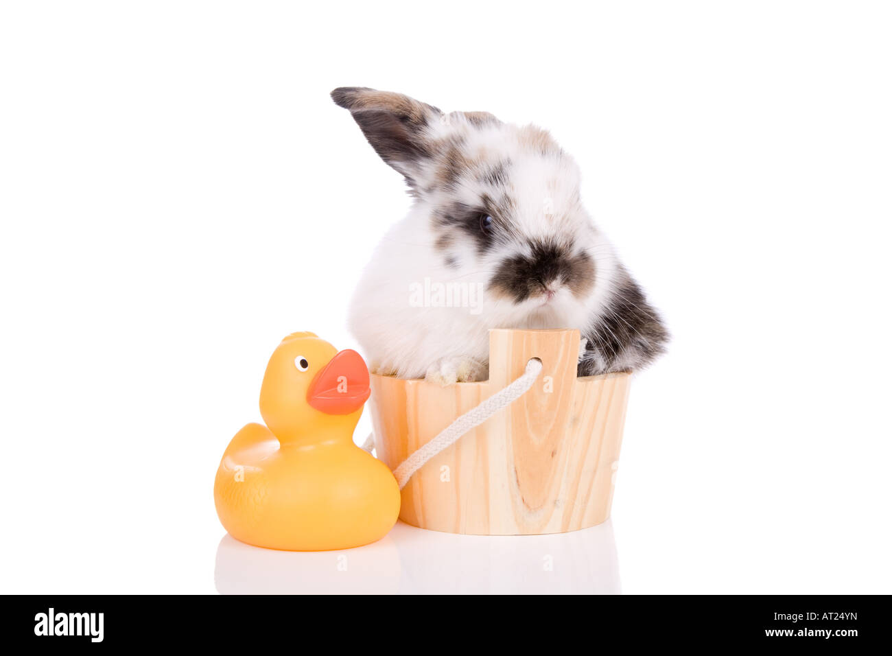Carino piccolo bunny in un formato mini vasca da bagno Foto Stock