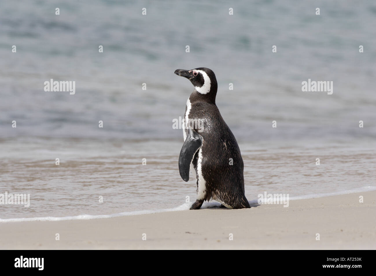 Magellanic Penguin sulla nuova isola Falkland Foto Stock