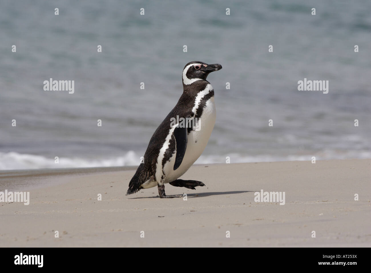 Magellanic Penguin sulla nuova isola Falkland Foto Stock