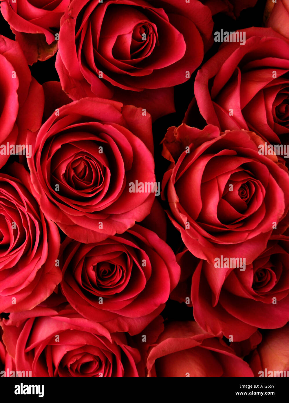 Bouquet di rose rosse Foto Stock