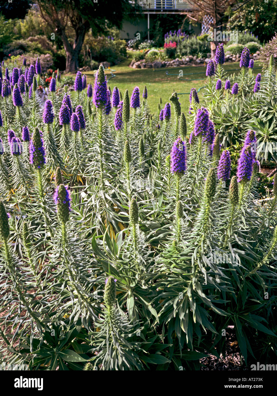 L'orgoglio di Madera o echium candicans in un giardino Guilderton a nord di Perth Western Australia Foto Stock