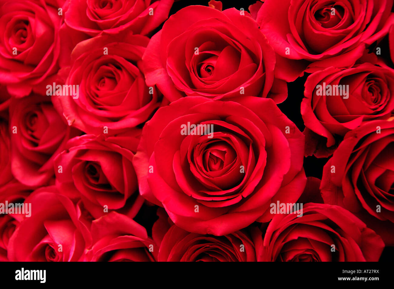 Bouquet di rose rosse Foto Stock