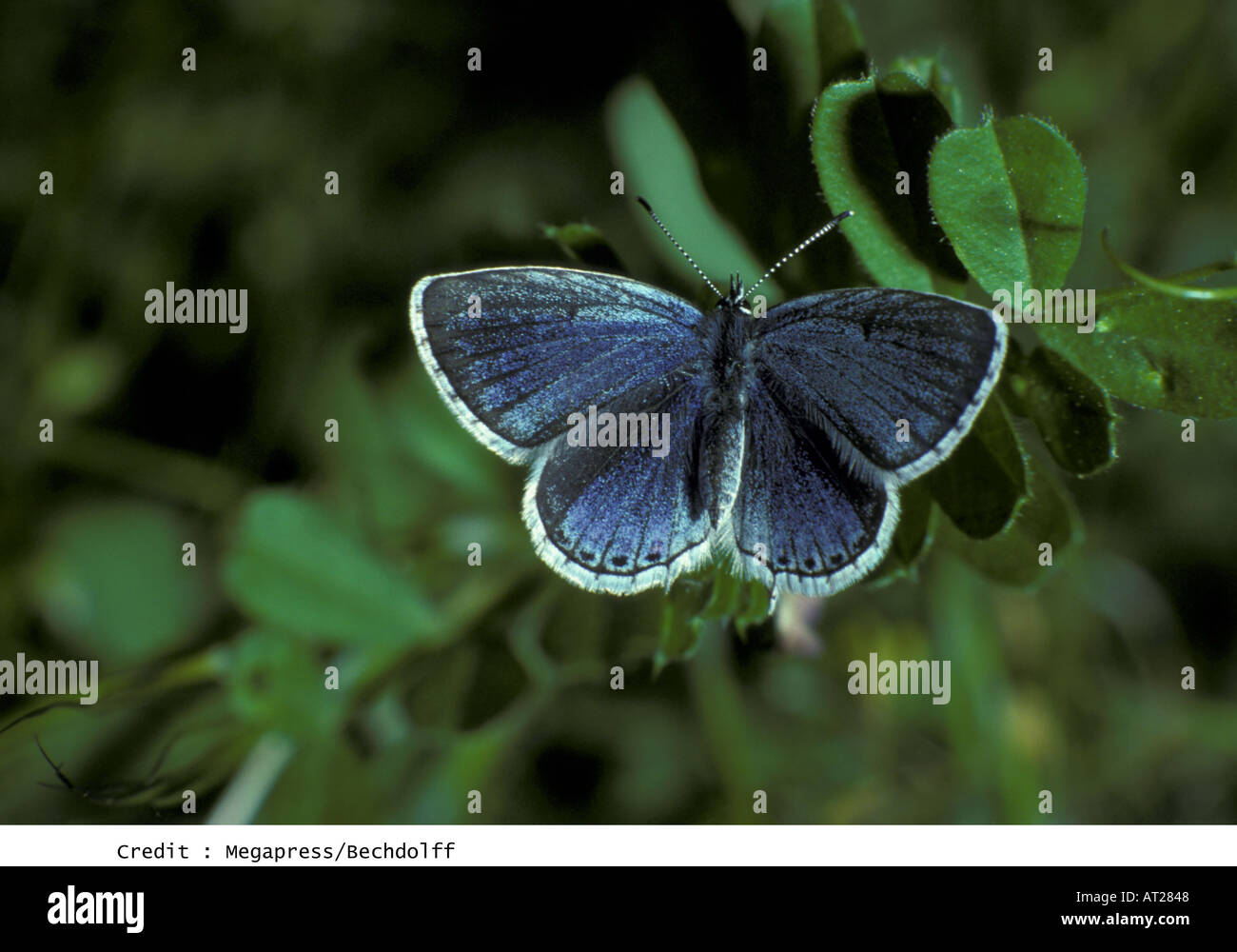 Blue argus butterly Foto Stock