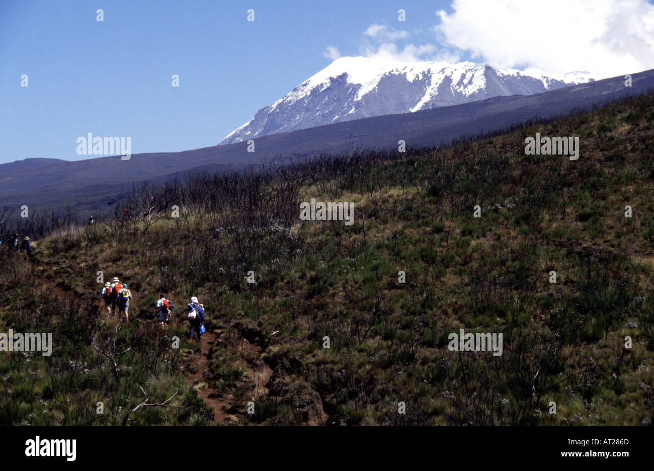 I turisti il trekking alla Marangu Route fino il Monte Kilimanjaro in Tanzania Foto Stock