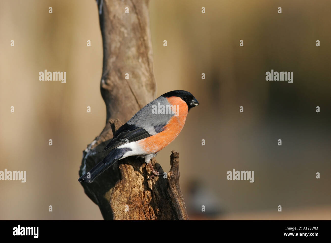 Bullfinch maschio Pyrrhula pyrrhula Regno Unito Foto Stock