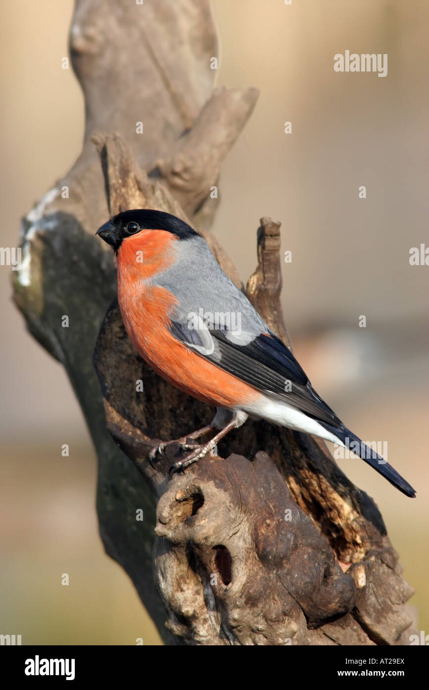 Bullfinch maschio Pyrrhula pyrrhula Regno Unito Foto Stock