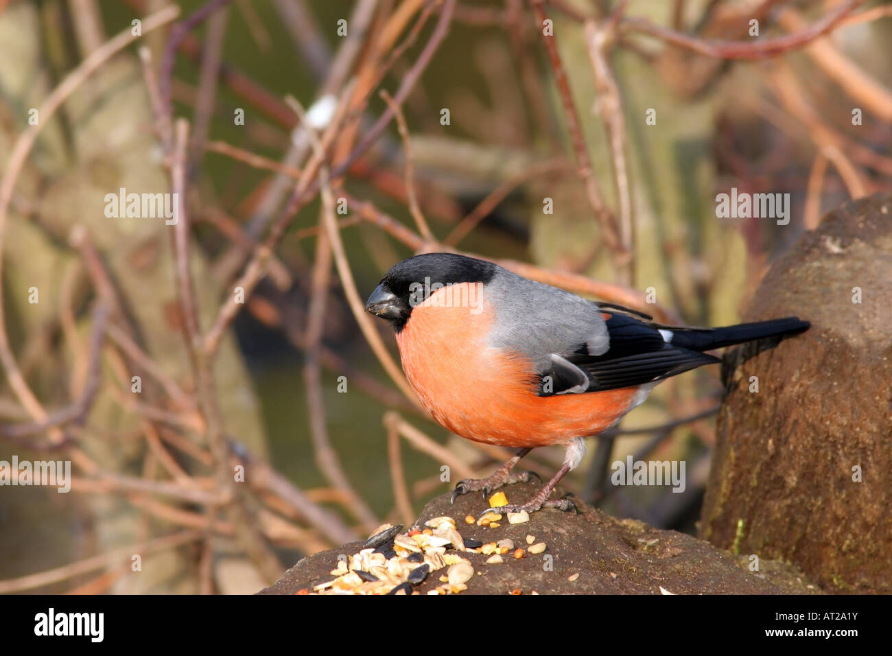 Bullfinch maschio Pyrrhula pyrrhula Foto Stock