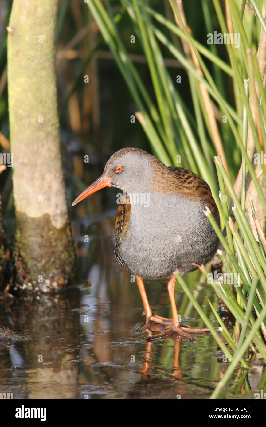 Porciglione Rallus aquaticus in habitat delle paludi del Nord Est Inghilterra Foto Stock