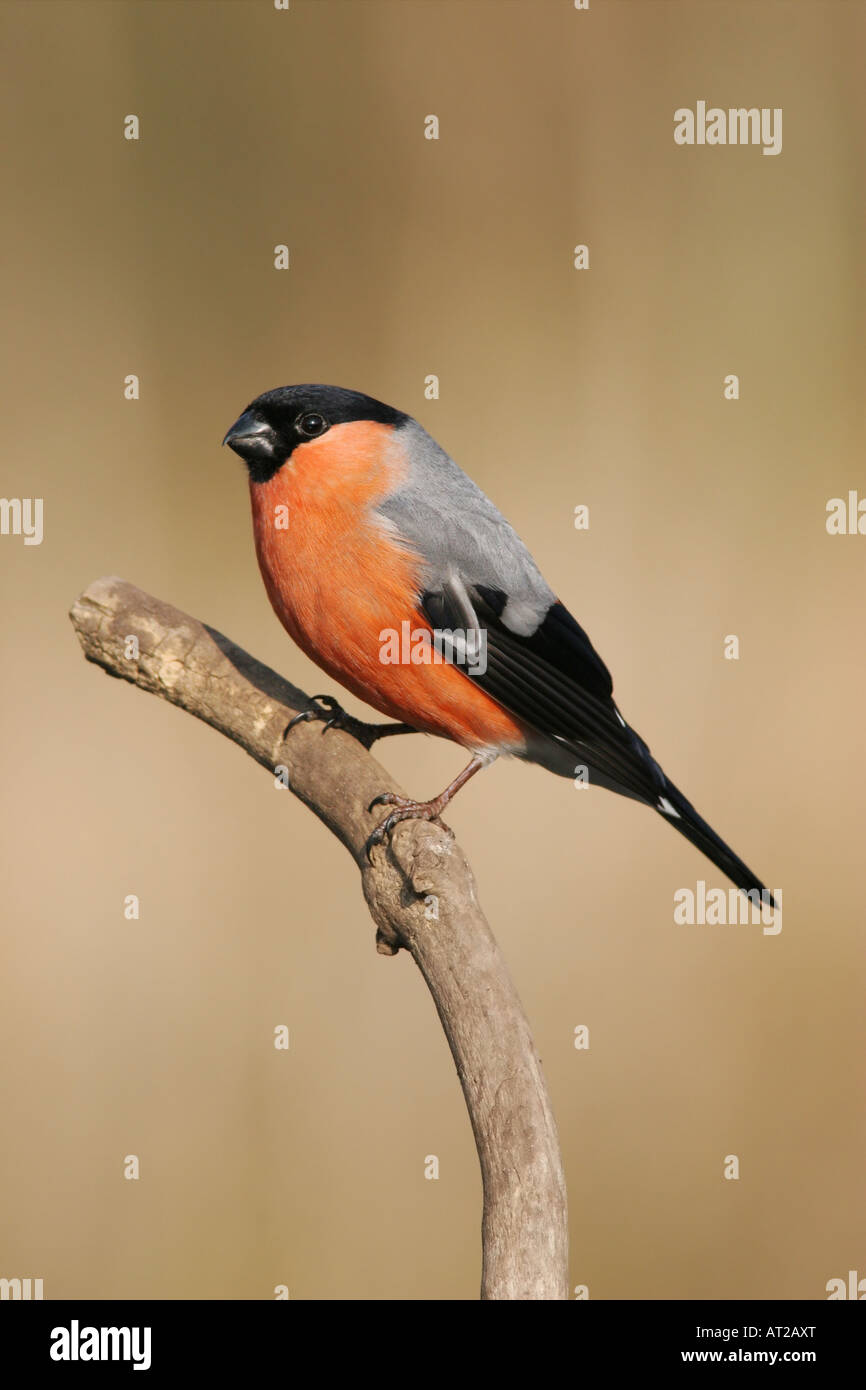 Bullfinch maschio Pyrrhula pyrrhula Regno Unito Foto Stock