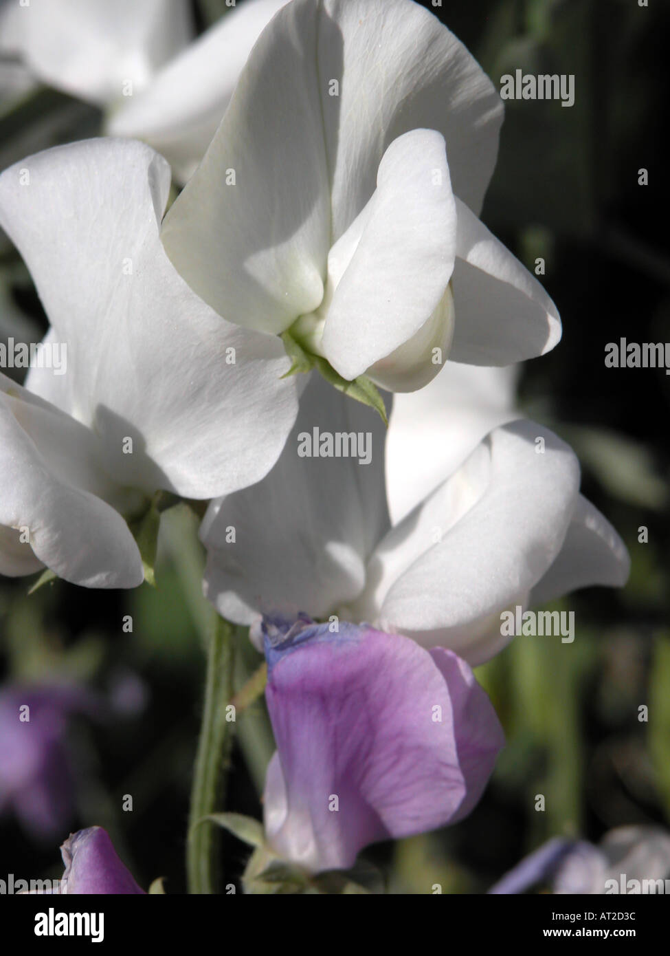 Piselli dolci Lathyrus odoratus Foto Stock