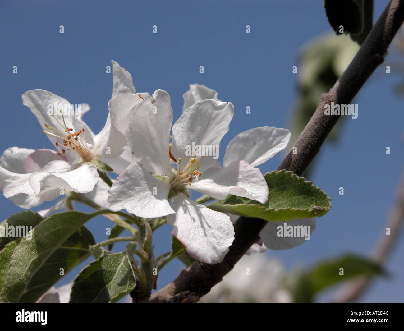 fiori di melo Foto Stock