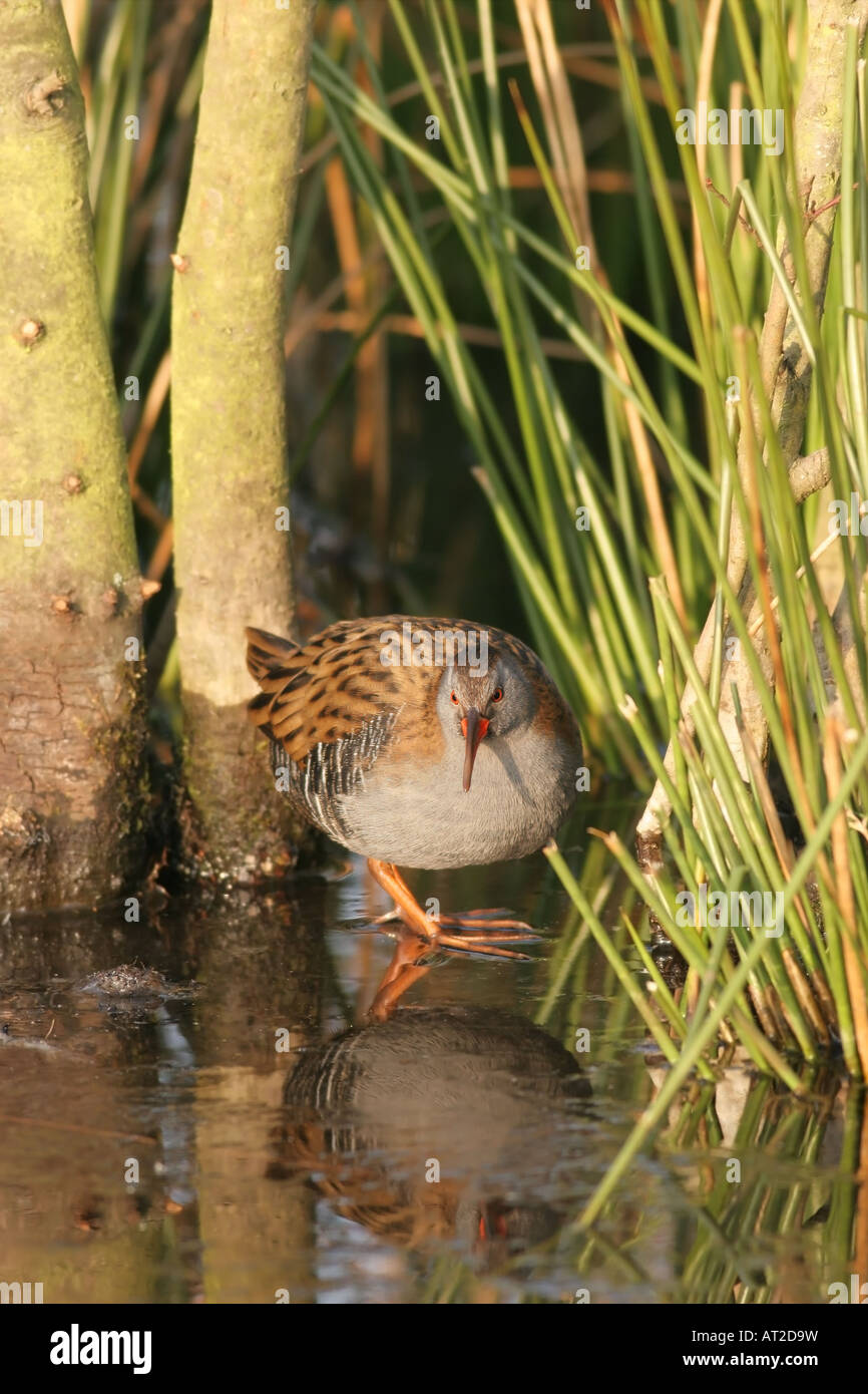 Porciglione Rallus aquaticus in habitat Nord Est Inghilterra Foto Stock