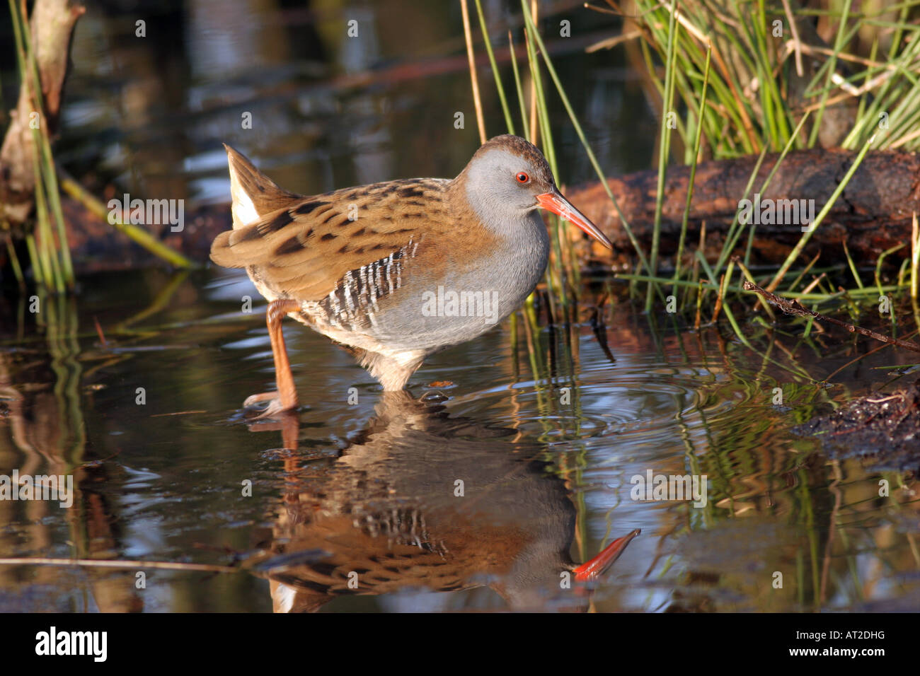 Porciglione Rallus aquaticus in acqua fra i giunchi Regno Unito Foto Stock