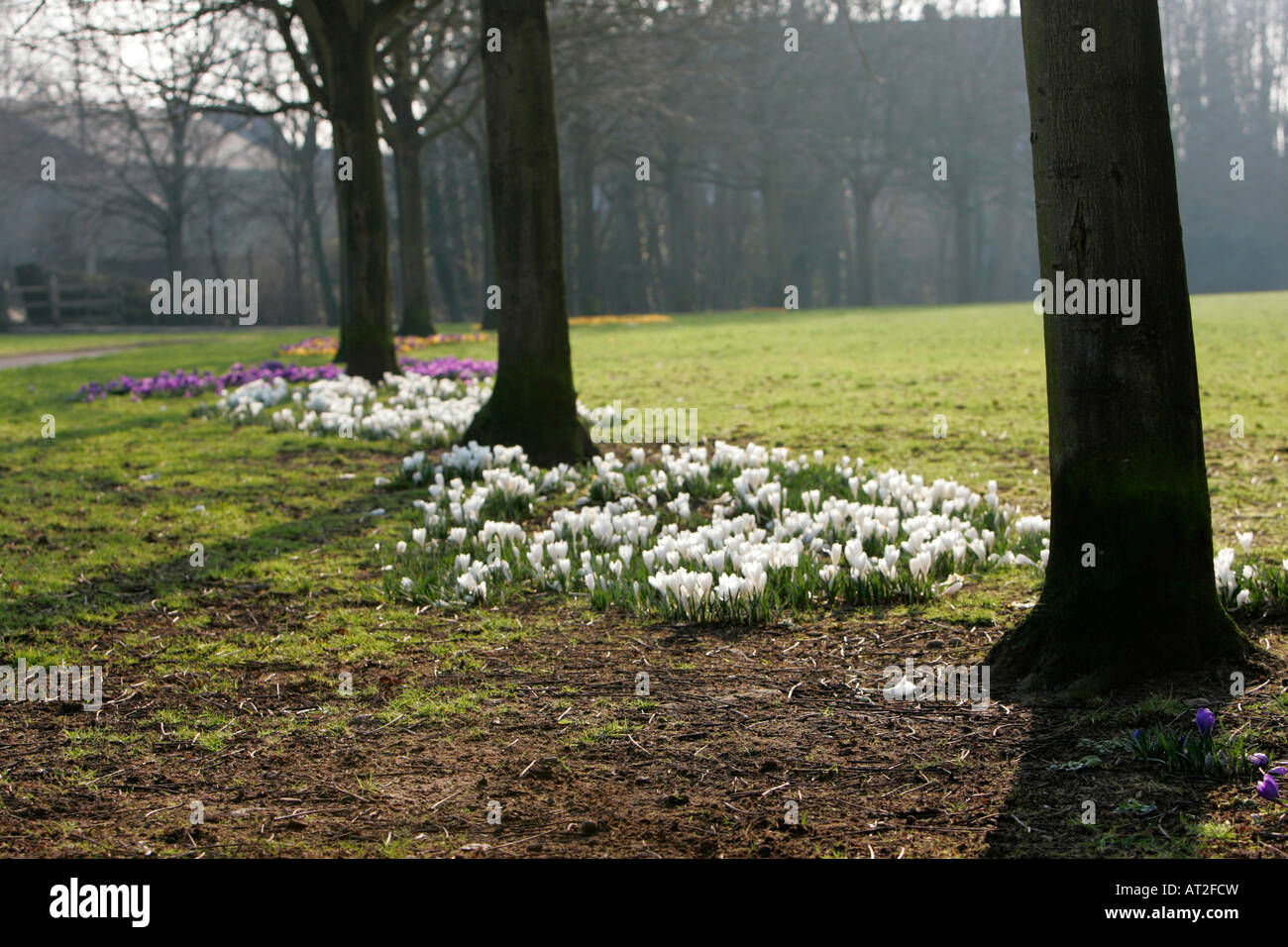 Crochi multicolore Iridaceae crescente sul parco tra alberi sulla giornata di nebbia in primavera Foto Stock