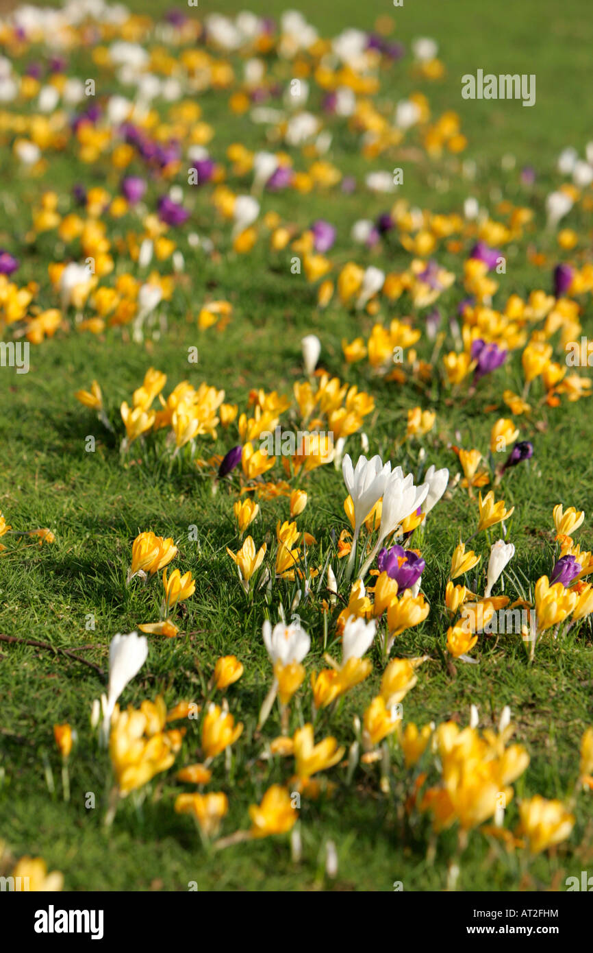 Crochi multicolore tappeto Iridaceae crescono sui prati in primavera Foto Stock