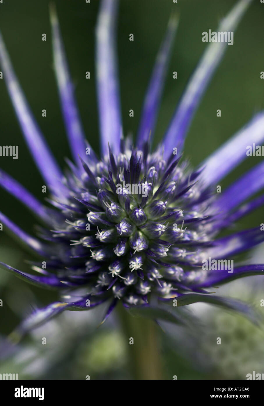 Eryngium bourgatii Foto Stock