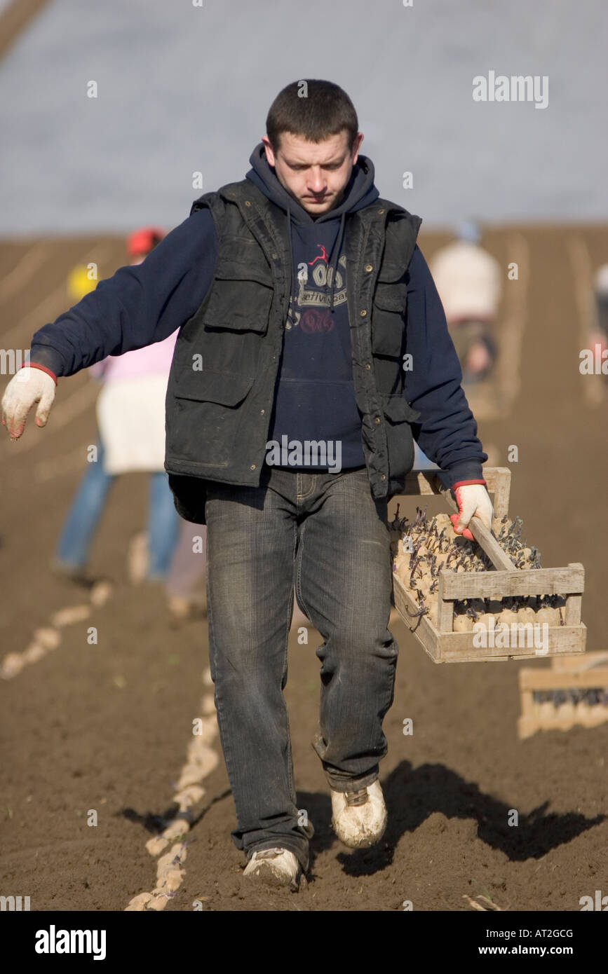 I lavoratori polacchi piantagione Jersey Royal patate , Jersey , Isole del Canale Foto Stock