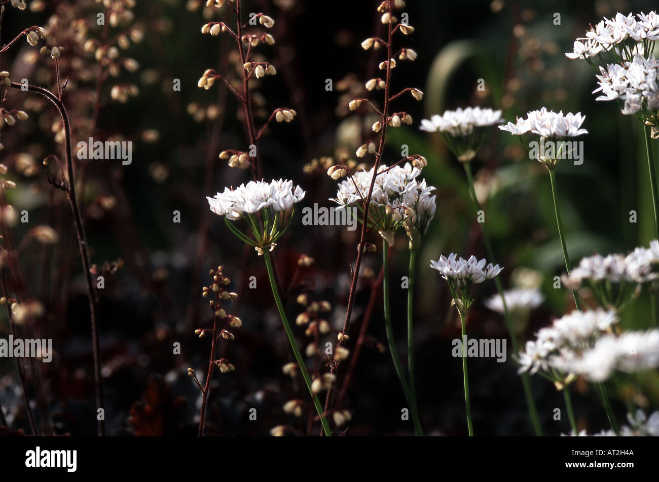 Combinazioni di semina con heuchera e white allium Foto Stock