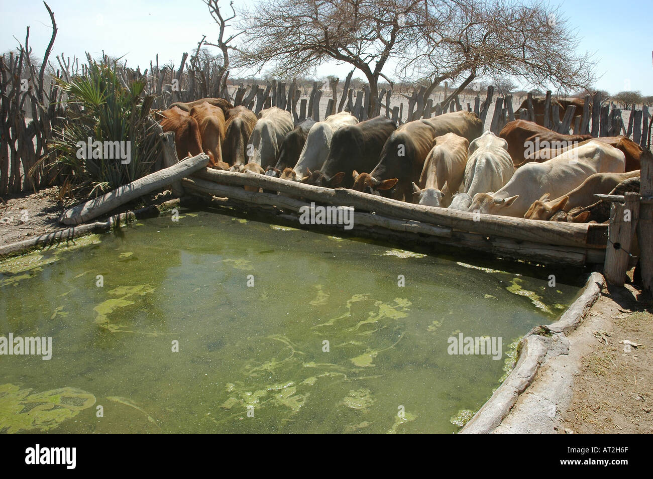 Allevamento di Bestiame da bere bene nel villaggio del Botswana vicino a martinetti Camp Africa meridionale Foto Stock