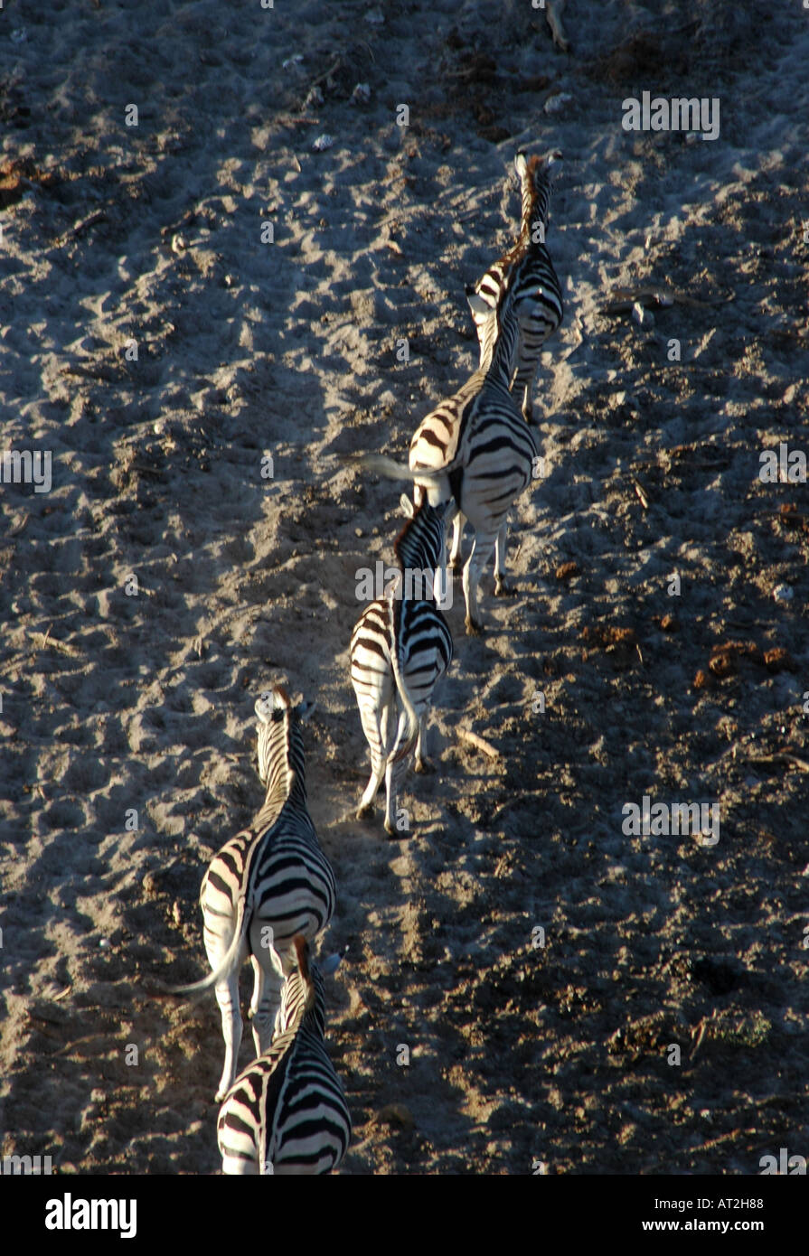 Quattro 4 zebra in fila al meno un Kwena in Botswana Sud Africa Foto Stock