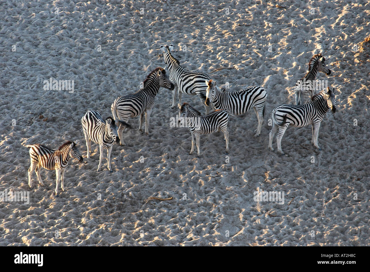 Gruppo di zebra vicino fiume Boteti con sabbia e ombre in Botswana Sud Africa Foto Stock