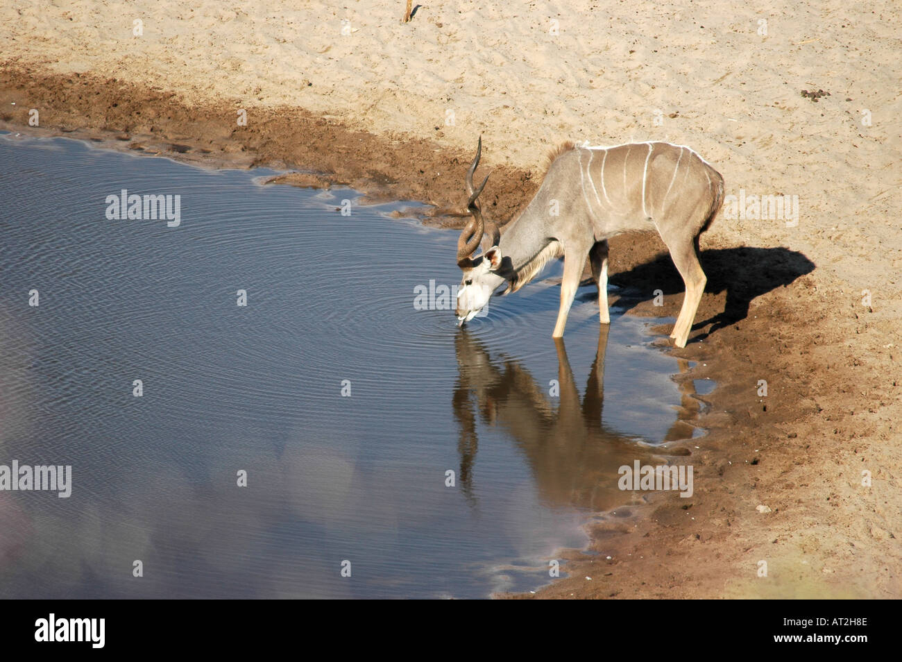 Kudu maschio Tragelaphus strepsiceros bevendo al meno un Kwena con la riflessione in acqua in Botswana Sud Africa Foto Stock