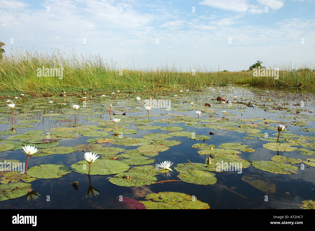 Water Lilies sul fiume vicino Tubu tree safari camp di Okavango Delta Botswana Sud Africa Foto Stock