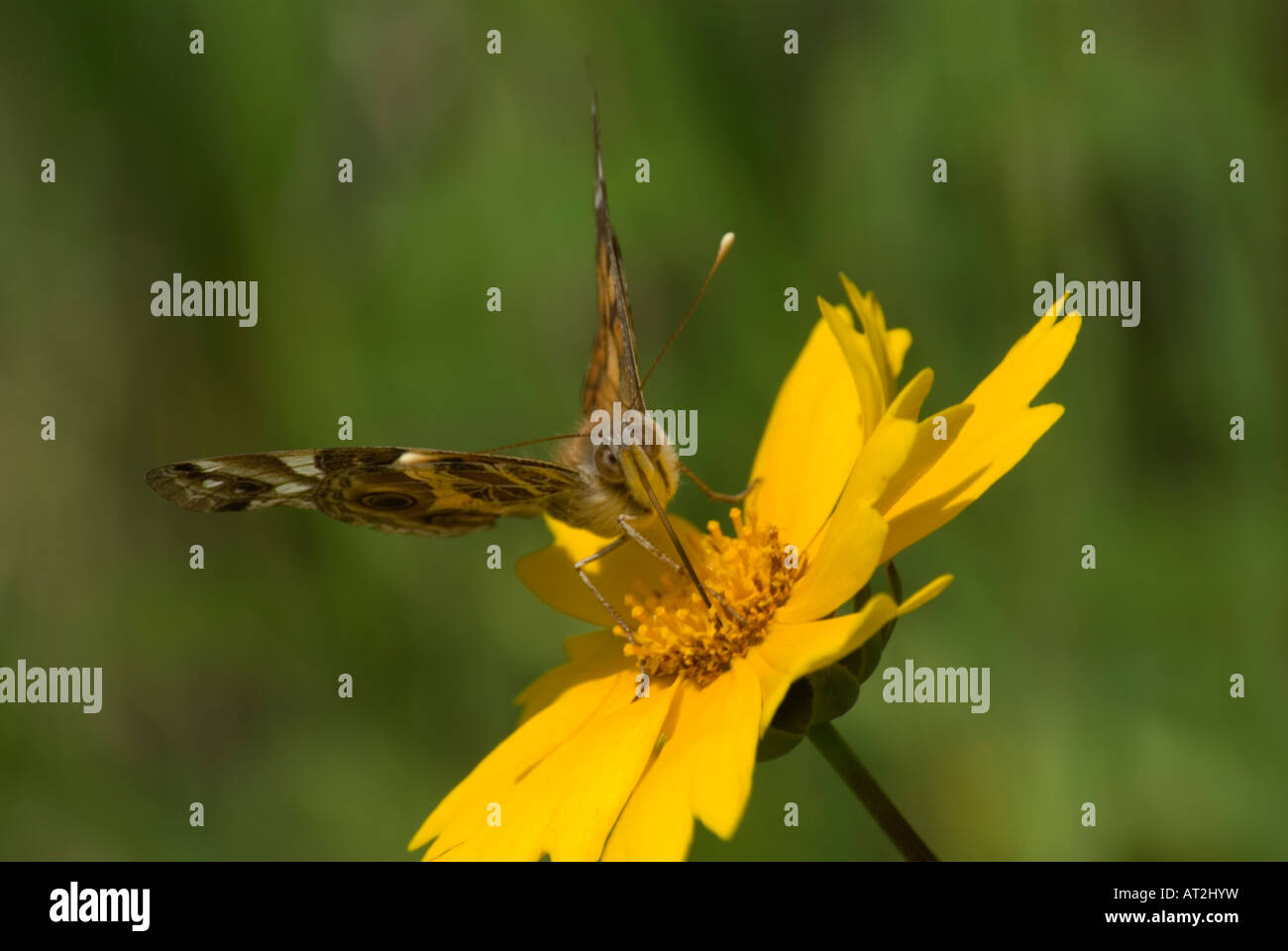 American dipinto Lady Butterfly su Coreopsis Blossom Foto Stock