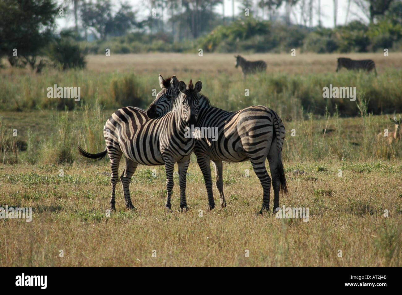 Due Burchells zebra Equus burchelli nel tardo pomeriggio a Tubu tree safari camp di Okavango Delta Botswana Sud Africa Foto Stock