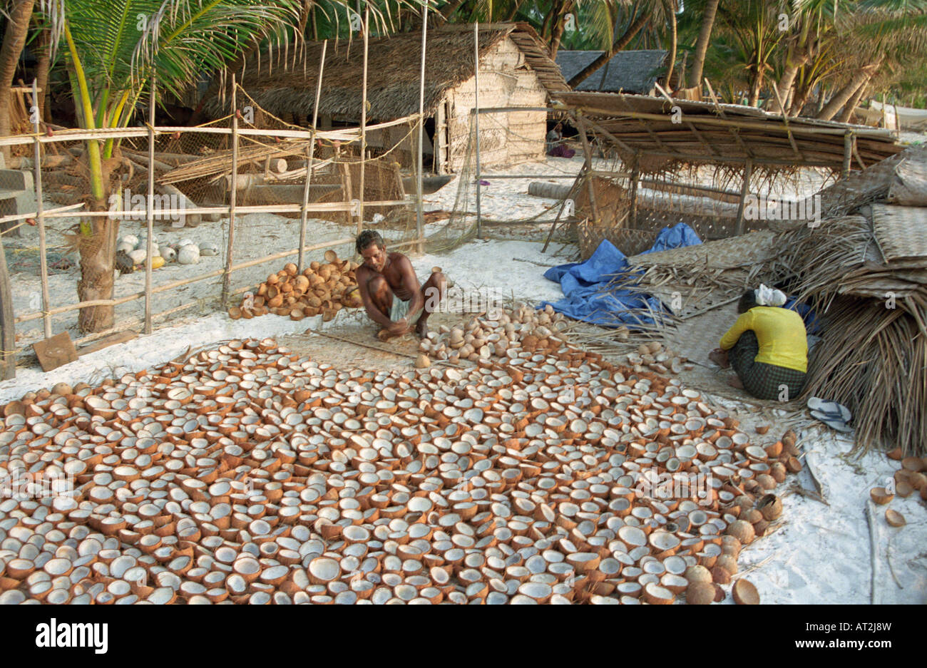 Semigreggio metà di noce di cocco (Cocos nucifera) essiccazione al sole per rendere copra, delle Laccadive, India Foto Stock