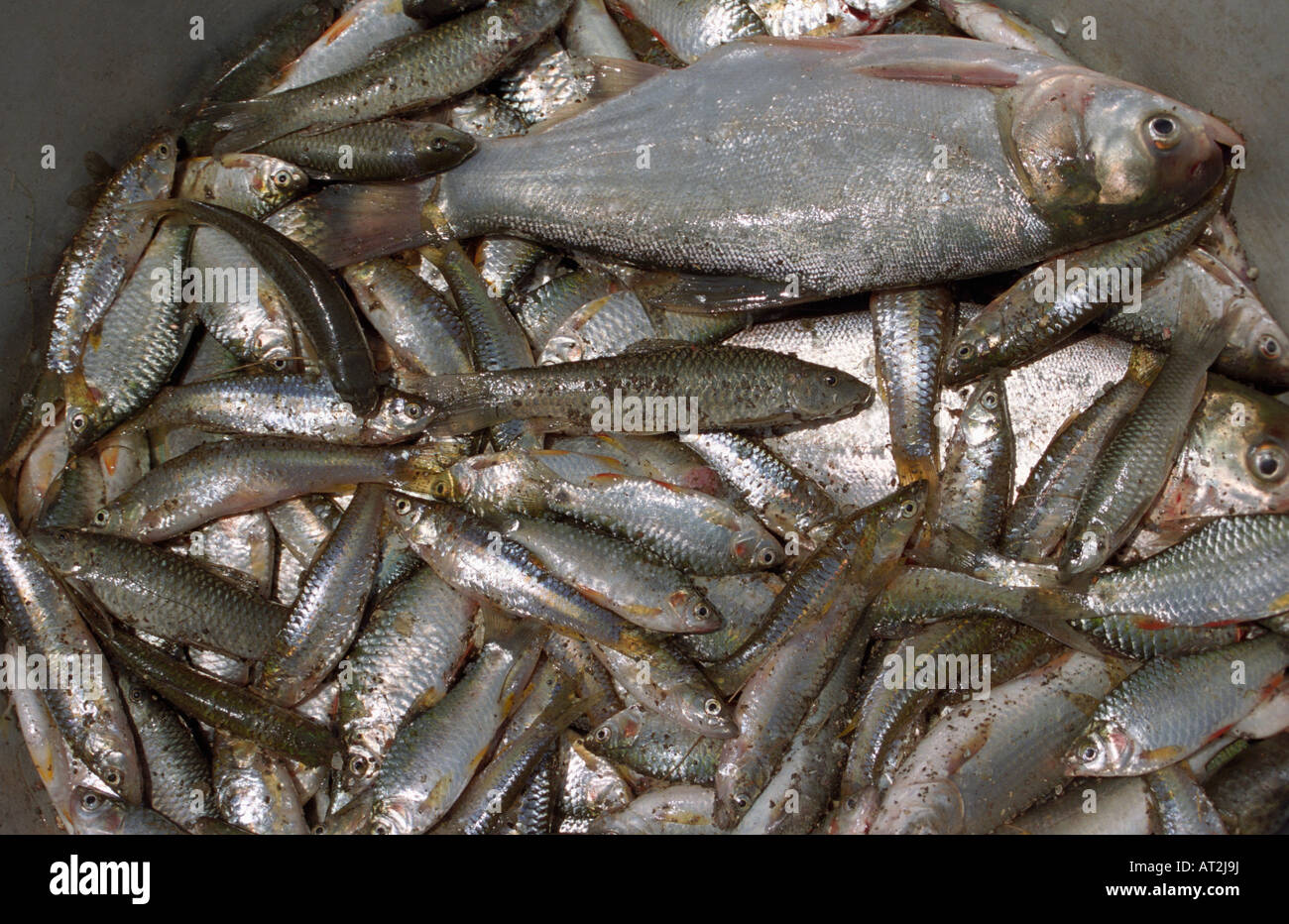 Il pesce pescato dal lago Talegoan, Pune India Foto Stock