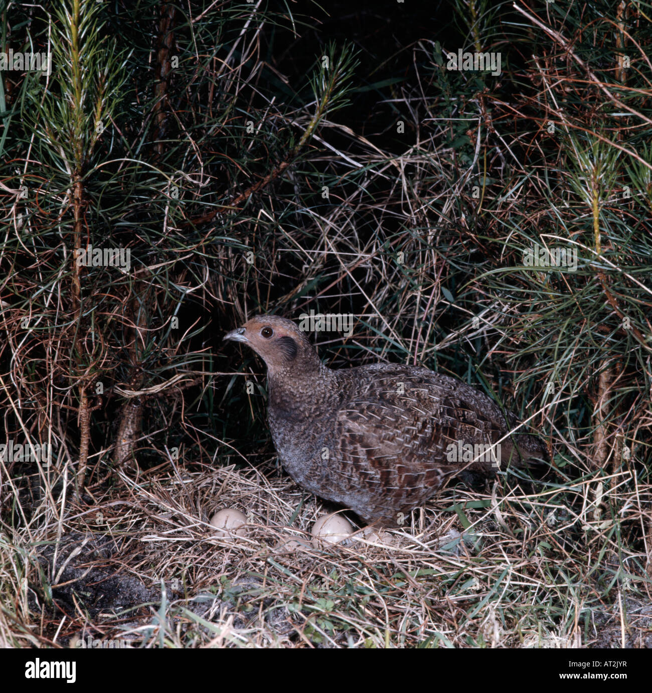 La Starna Perdix perdix a nido Perdrix grise au nid Francia costruzione animale costruzioni animali neonati il comportamento del bambino B Foto Stock