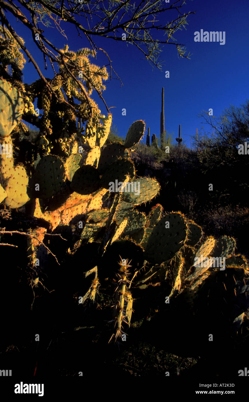 Nel tardo pomeriggio inverno il sole splende su cactai nel Parco nazionale del Saguaro in Tucson in Arizona USA Foto Stock