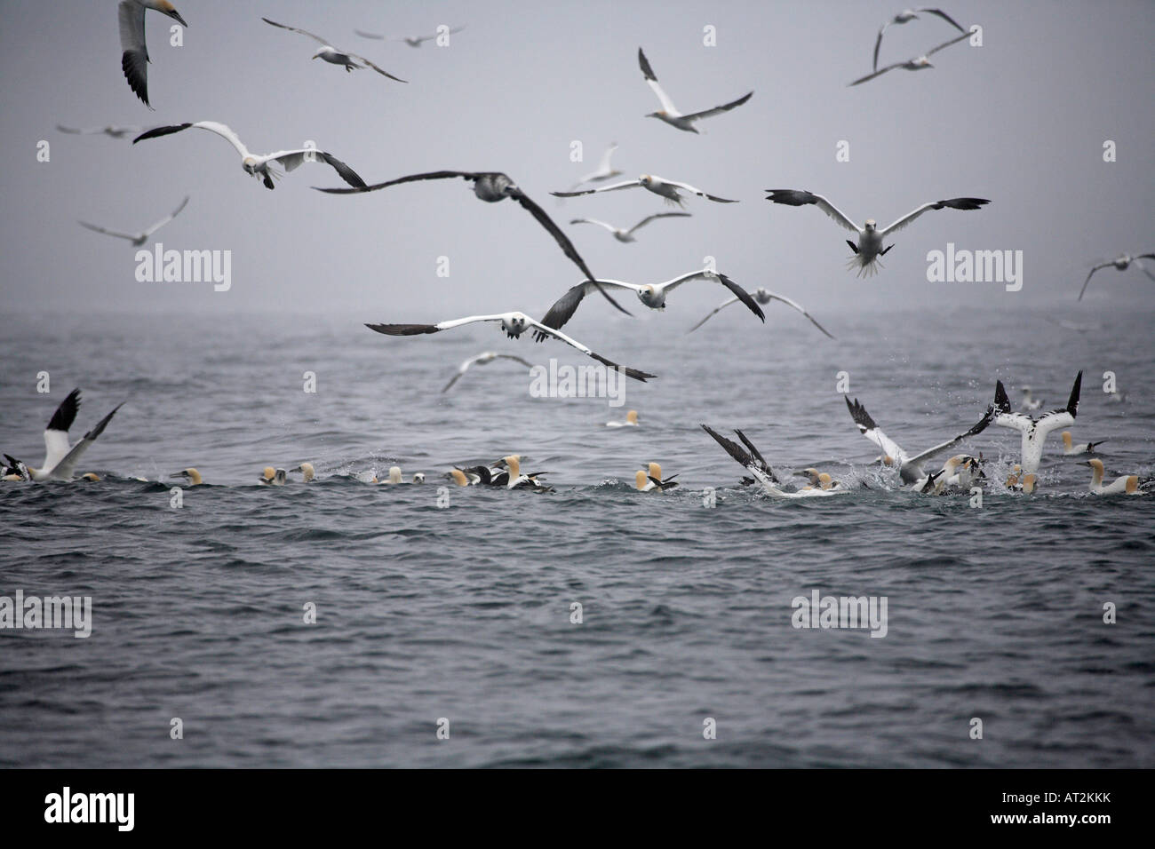Northern gannet Morus bassanus in volo vicino a Bass Rock Firth of Forth Scozia Scotland Foto Stock
