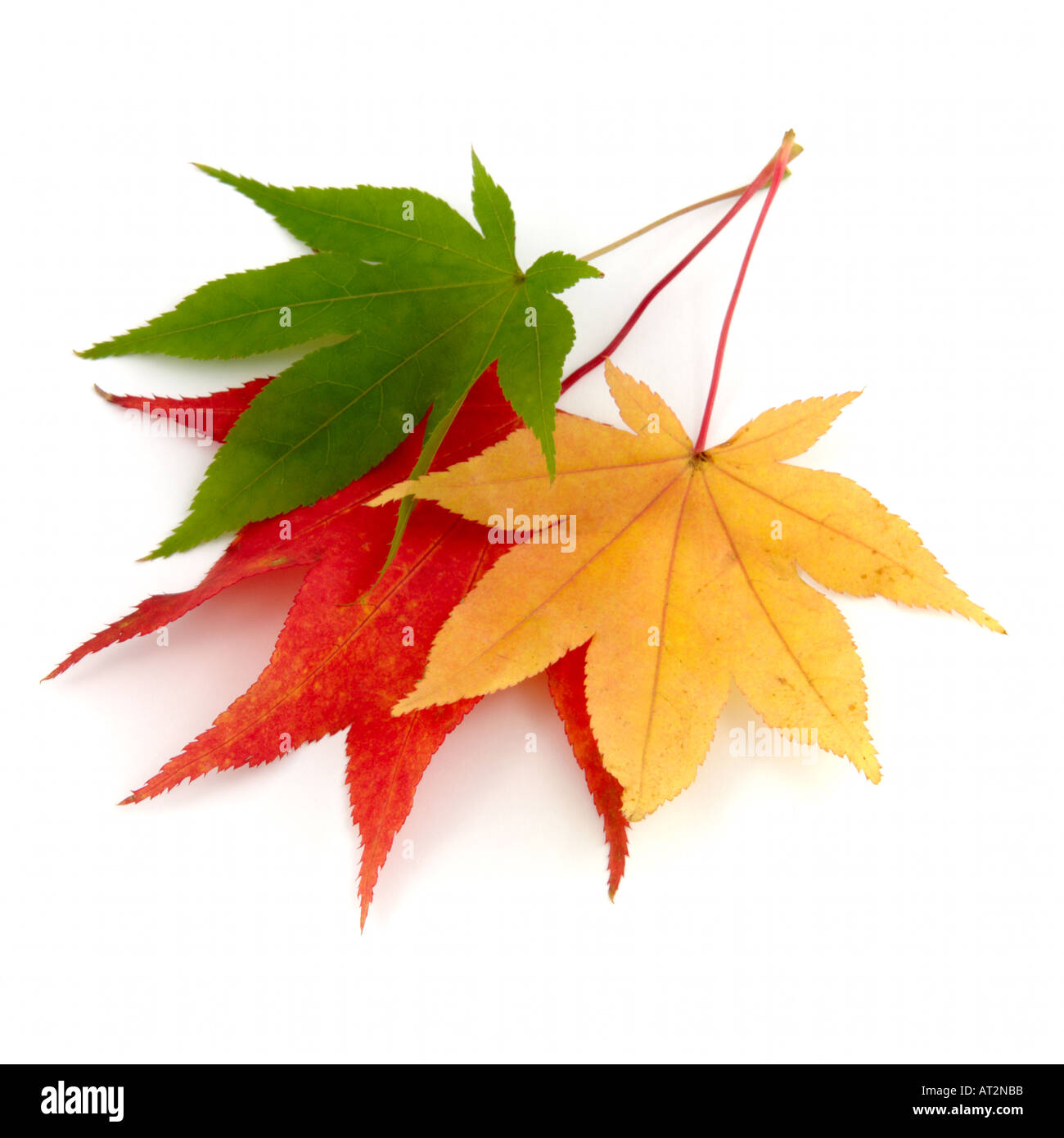 Giallo Verde foglie rosse di giapponese acero acer japonicum palmatum cultivar su sfondo bianco Foto Stock