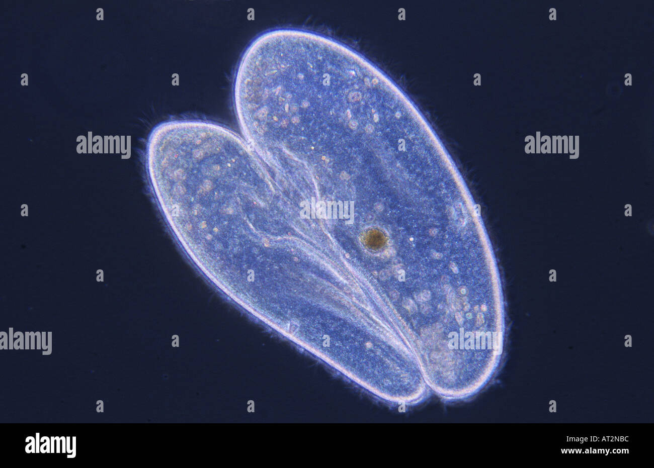 La coniugazione la divisione cellulare Ciliata protozoo microscopia ottica Foto Stock