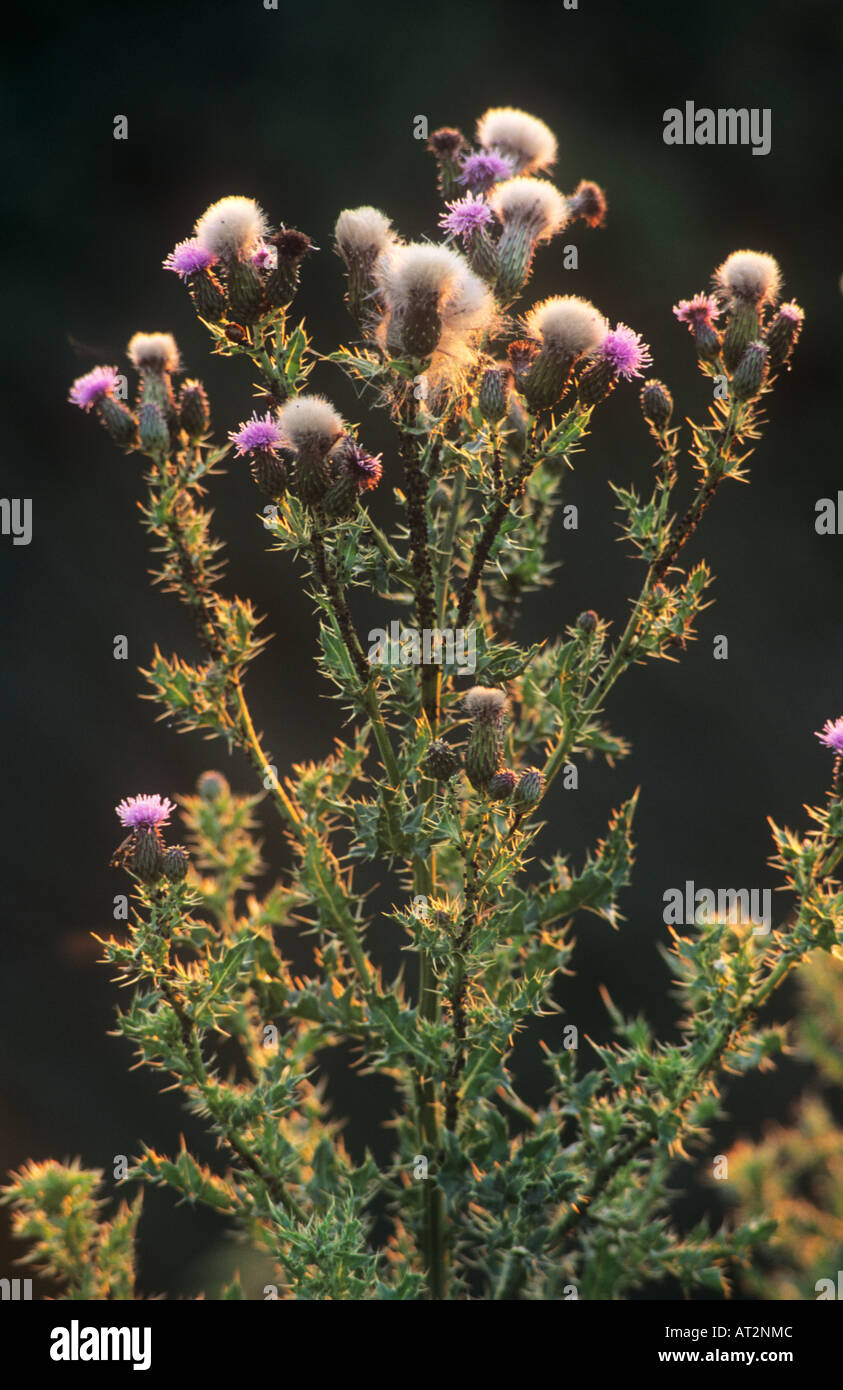 Marsh thistle Cirsium palustre Foto Stock
