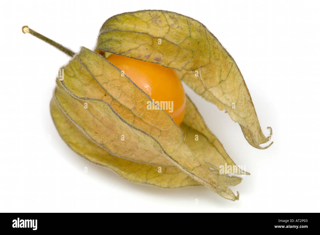 Singolo o Physalis groundcherry frutto su sfondo bianco Foto Stock