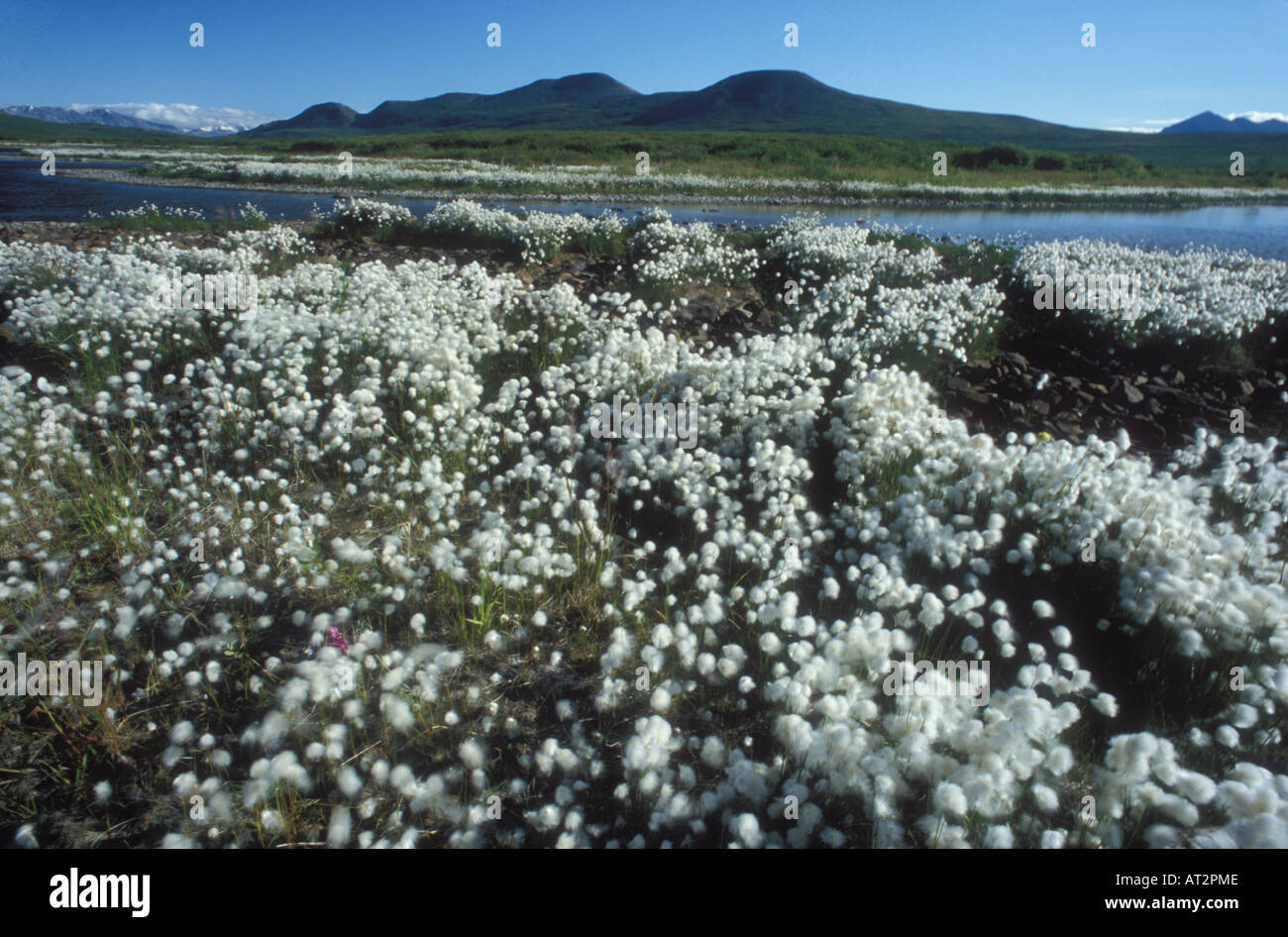 Cottongrass su stagno lungo l Autostrada Denali Alaska Range Alaska Foto Stock