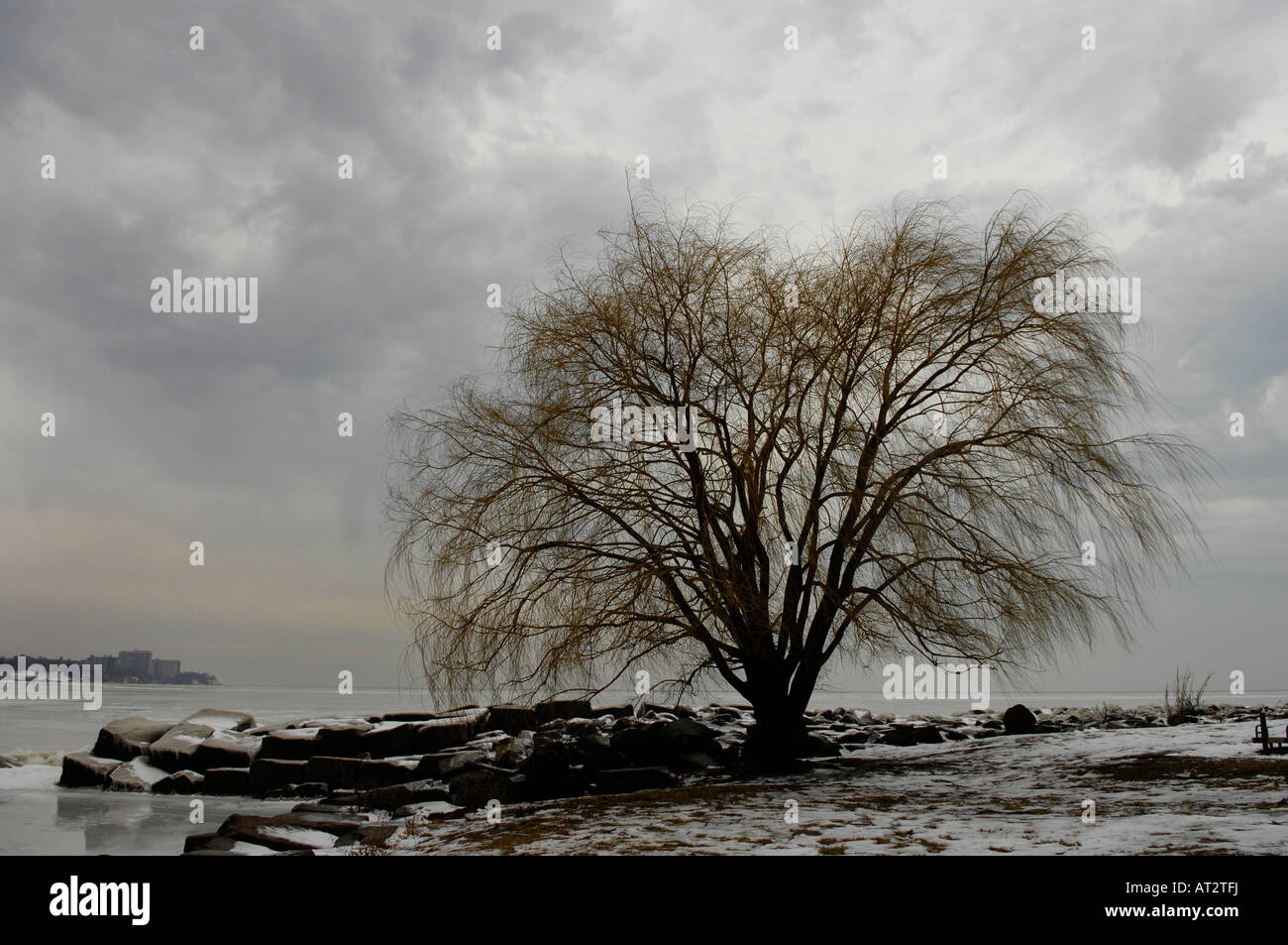 Willow Tree sulla riva del lago Erie in Cleveland Ohio Foto Stock