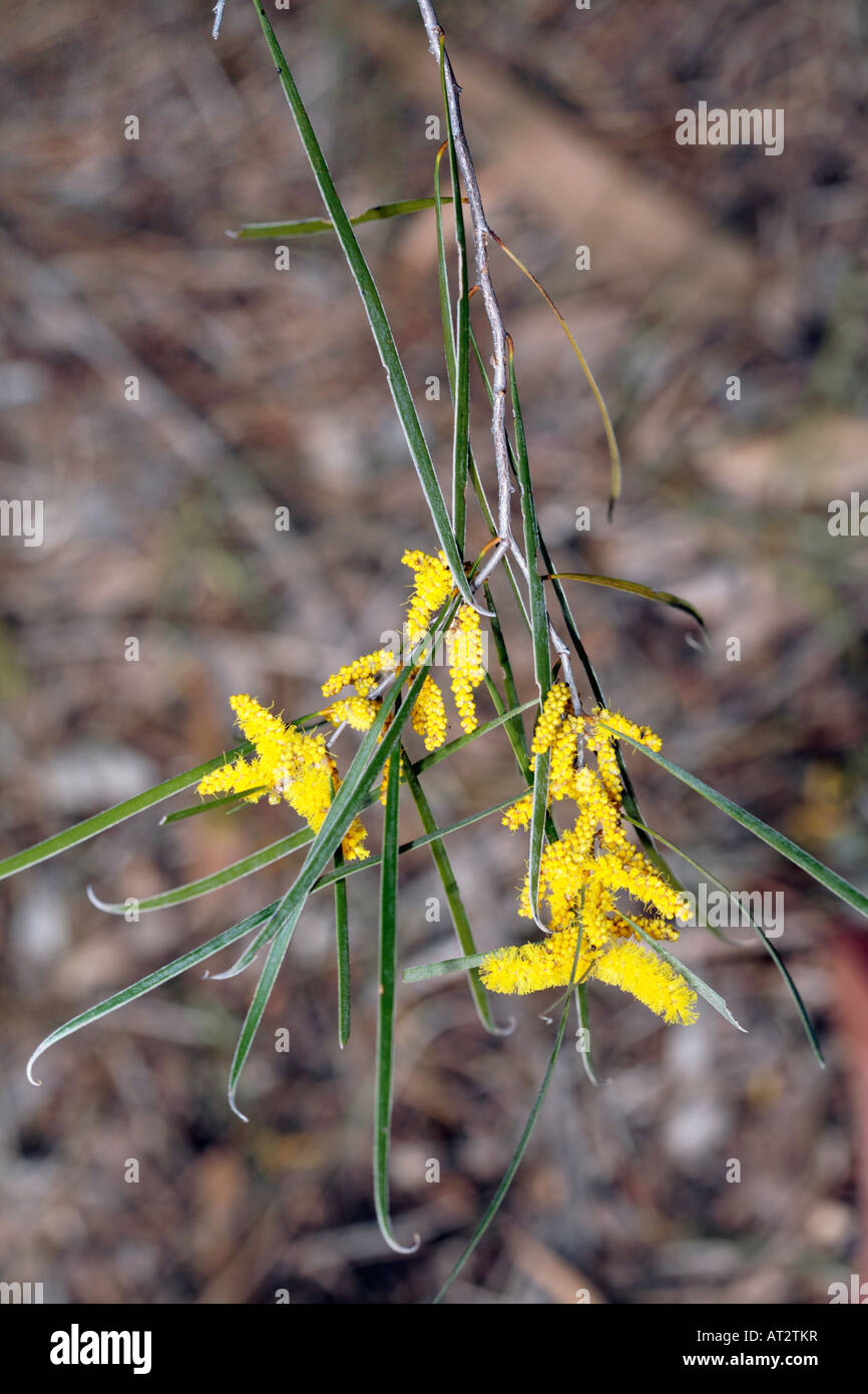Confettura di lamponi di bargiglio, fiori appena apertura-Acacia acuminati-famiglia Fabaceae/Mimosaceae Foto Stock